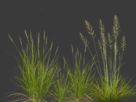 Koeleria macrantha - Prairie junegrass 3D 模型