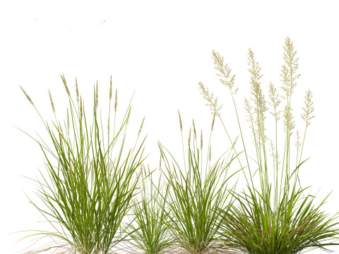 Koeleria macrantha - Prairie junegrass 3D 模型
