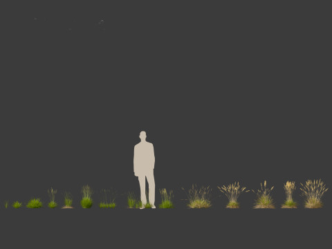 Koeleria macrantha - Prairie junegrass 3D 模型
