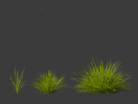 Koeleria macrantha - Prairie junegrass 3D 模型