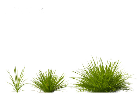 Koeleria macrantha - Prairie junegrass 3D 模型