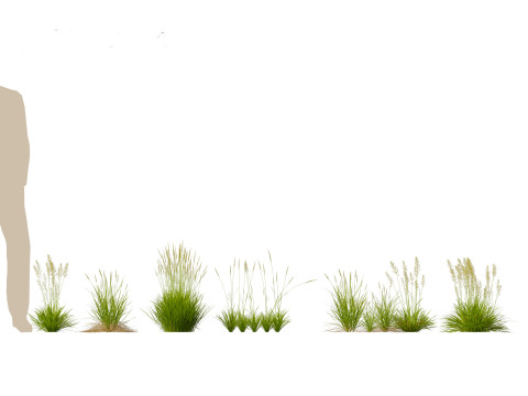 Koeleria macrantha - Prairie junegrass 3D 模型