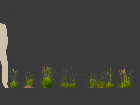 Koeleria macrantha - Prairie junegrass 3D 模型