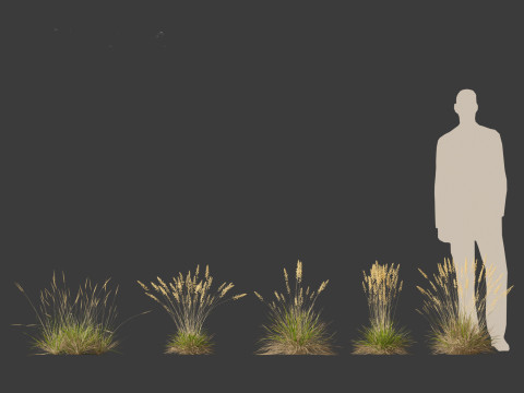 Koeleria macrantha - Prairie junegrass 3D 模型
