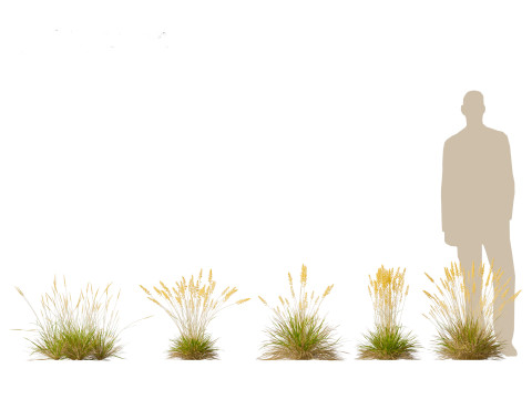 Koeleria macrantha - Prairie junegrass 3D 模型