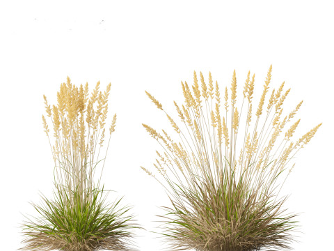Koeleria macrantha - Prairie junegrass 3D 模型