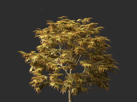 Kiyohime japanese maple - Spreading Japanese Maple 3D मॉडल