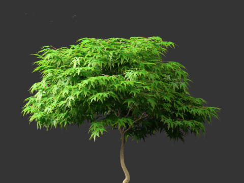 Kiyohime japanese maple - Spreading Japanese Maple 3D मॉडल