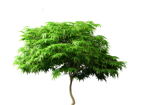 Kiyohime japanese maple - Spreading Japanese Maple 3D मॉडल