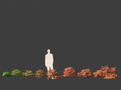 清姬日本枫树 - 传播日本枫树 3D 模型