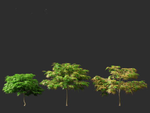 Kiyohime japanese maple - Spreading Japanese Maple 3D मॉडल