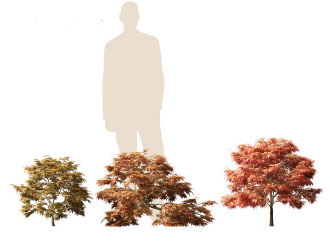 Kiyohime japanese maple - Spreading Japanese Maple 3D मॉडल