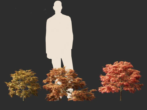 清姬日本枫树 - 传播日本枫树 3D 模型