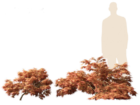 Kiyohime japanese maple - Spreading Japanese Maple 3D मॉडल
