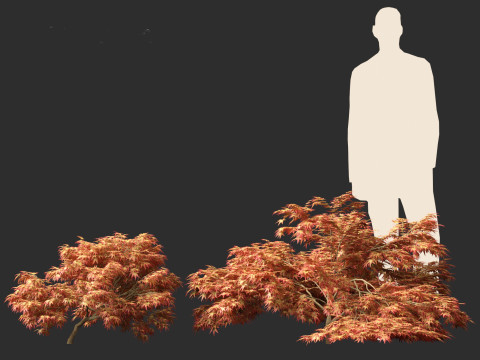 Kiyohime japanese maple - Spreading Japanese Maple 3D मॉडल