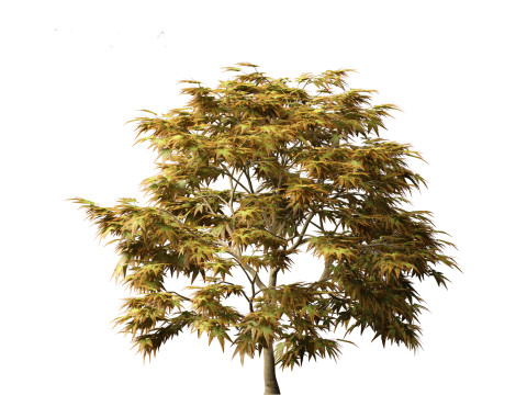 Kiyohime japanese maple - Spreading Japanese Maple 3D मॉडल