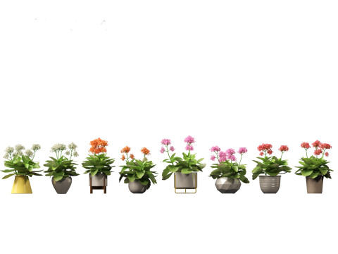 Kalanchoe blossfeldiana - Christmas Kalanchoe 3D Model