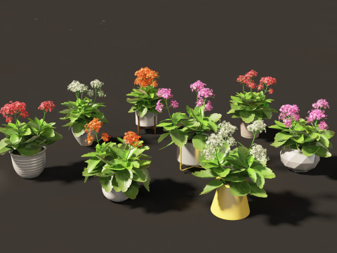 Kalanchoe blossfeldiana - Christmas Kalanchoe Modello 3D