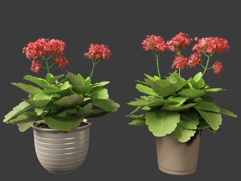 Kalanchoe blossfeldiana - Christmas Kalanchoe Modello 3D