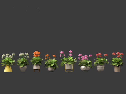 Kalanchoe blossfeldiana - Christmas Kalanchoe Modello 3D