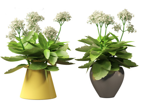 Kalanchoe blossfeldiana - Christmas Kalanchoe Modello 3D