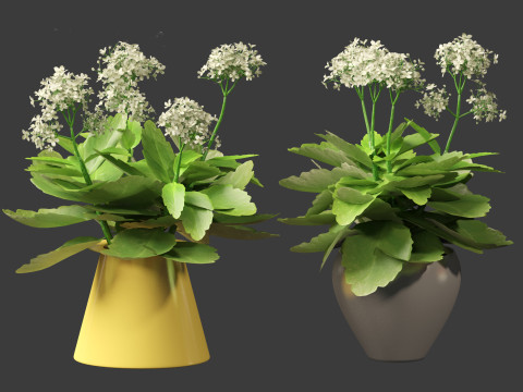 Kalanchoe blossfeldiana - Christmas Kalanchoe Modello 3D