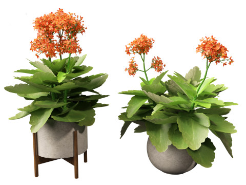 Kalanchoe blossfeldiana - Christmas Kalanchoe Modello 3D
