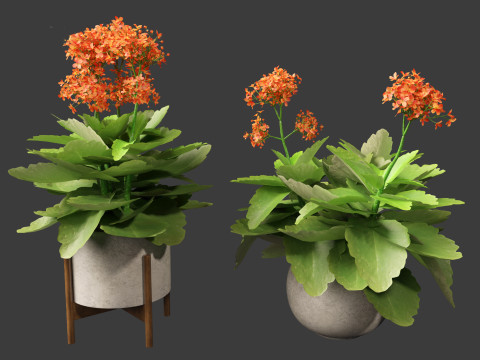 Kalanchoe blossfeldiana - Christmas Kalanchoe Modello 3D