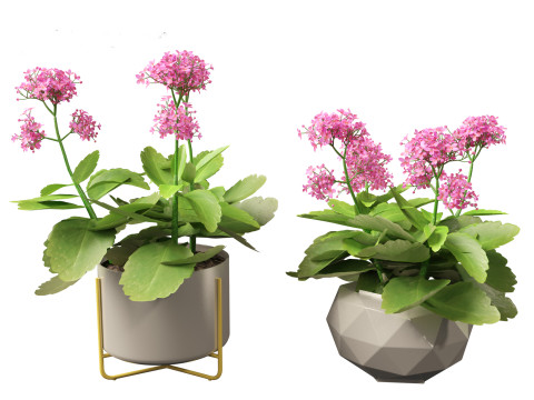 Kalanchoe blossfeldiana - Christmas Kalanchoe Modello 3D