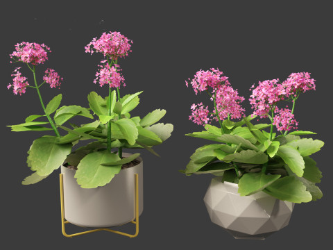 Kalanchoe blossfeldiana - Christmas Kalanchoe Modello 3D