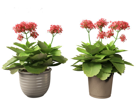 Kalanchoe blossfeldiana - Christmas Kalanchoe Modello 3D