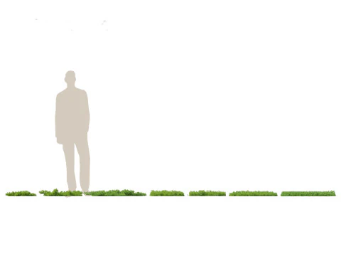 Juniperus procumbens - 日本庭園のジュニパー 3Dモデル