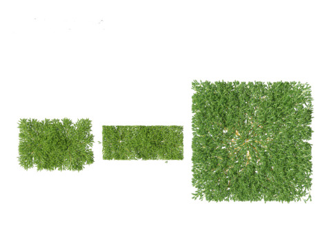 Juniperus procumbens - Japanese garden juniper 3D 模型