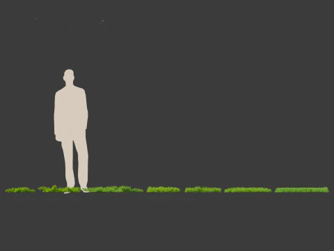 Juniperus procumbens - 日本庭園のジュニパー 3Dモデル