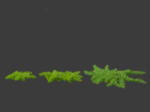 Juniperus procumbens - 日本庭園のジュニパー 3Dモデル