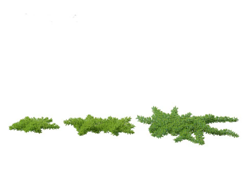 Juniperus procumbens - 日本庭園のジュニパー 3Dモデル
