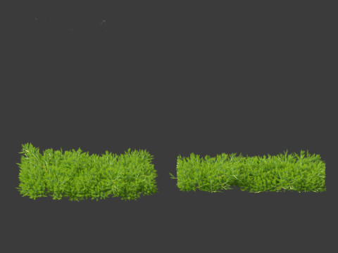 Juniperus procumbens - Japanese garden juniper 3D 模型