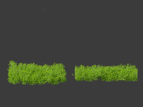 Juniperus procumbens - 日本庭園のジュニパー 3Dモデル