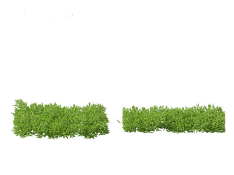 Juniperus procumbens - 日本庭園のジュニパー 3Dモデル