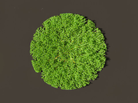 Juniperus procumbens - Japanese garden juniper 3D 模型
