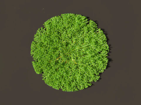 Juniperus procumbens - 日本庭園のジュニパー 3Dモデル