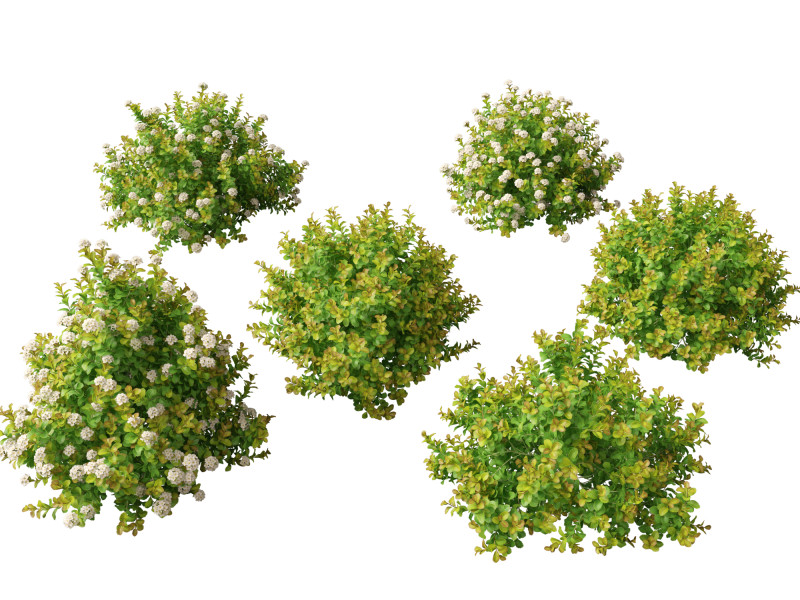 Spiraea betulifolia Tor Gold - Birchleaf spirea 3D Модель .c4d .max .obj .3ds .fbx .stl .blend 