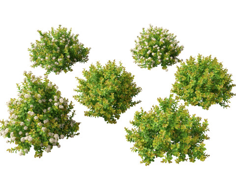 Spiraea betulifolia Tor Gold - Birchleaf spirea 3D Model