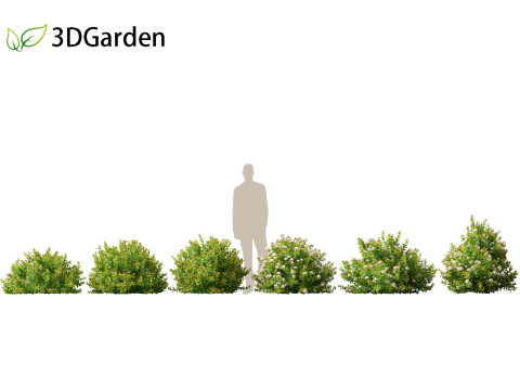 Spiraea betulifolia Tor Gold - Birchleaf spirea 3D Модель