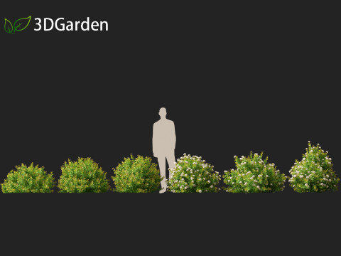 Spiraea betulifolia Tor Gold - Birchleaf spirea 3D Модель