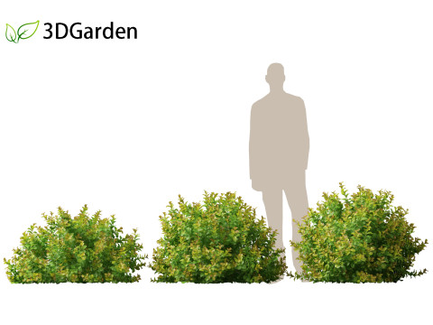 Spiraea betulifolia Tor Gold - Birchleaf spirea 3D Модель