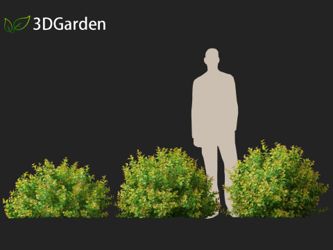 Spiraea betulifolia Tor Gold - Birchleaf spirea 3D Модель