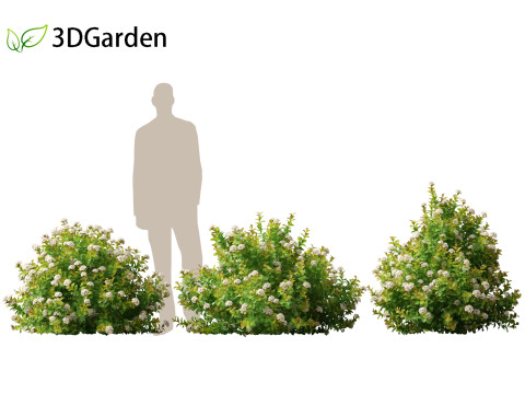 Spiraea betulifolia Tor Gold - Birchleaf spirea 3D Модель