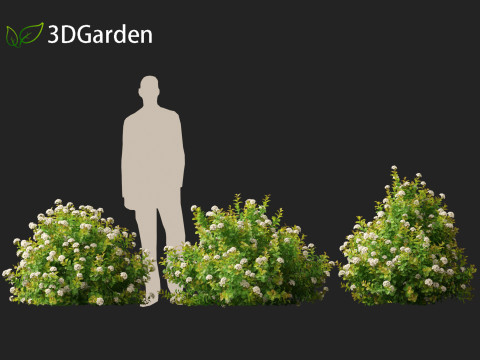 Spiraea betulifolia Tor Gold - Birchleaf spirea 3D Модель