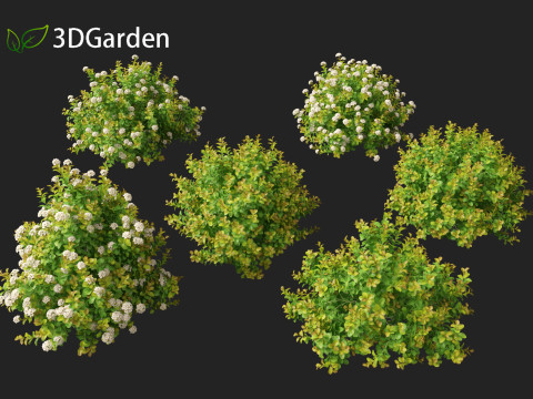 Spiraea betulifolia Tor Gold - Birchleaf spirea 3D Модель